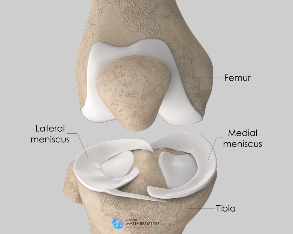 medial meniscus anatomy